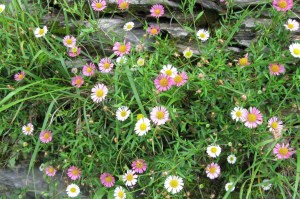 Erigeron karvinskianus (1200 x 799)